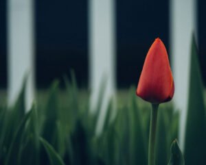 Selective Focus of Red Tulip Flower
